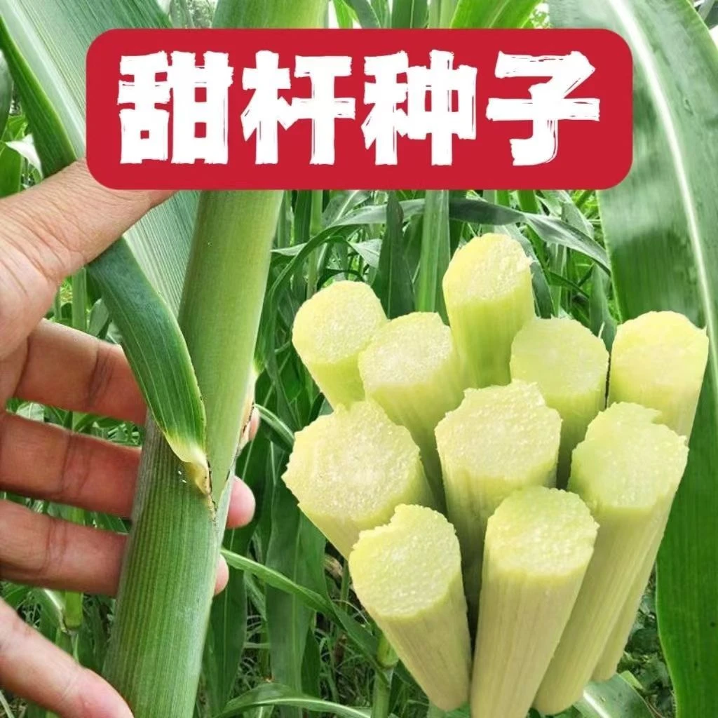 北方甜甘蔗种子长杆青皮高粱种子高糖度甜脆多汁甜棒甘蔗