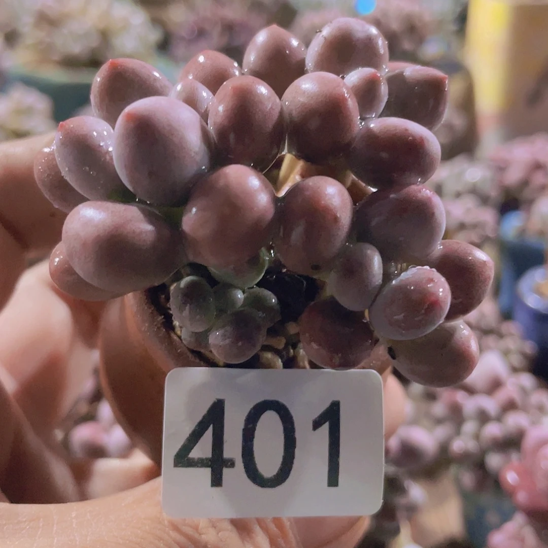 奶尖多肉植物多肉