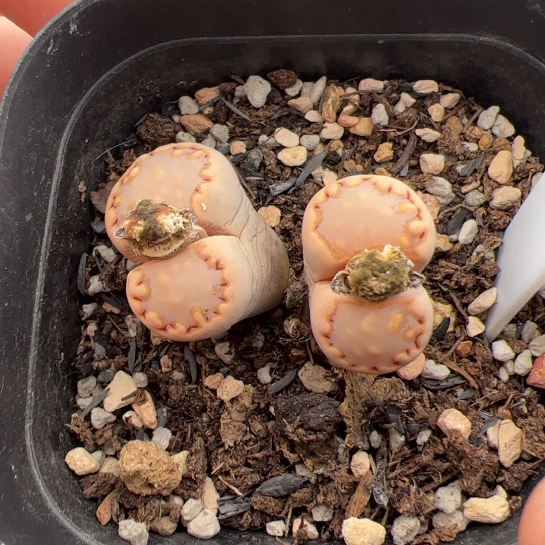 0482号217饼干 多肉植物