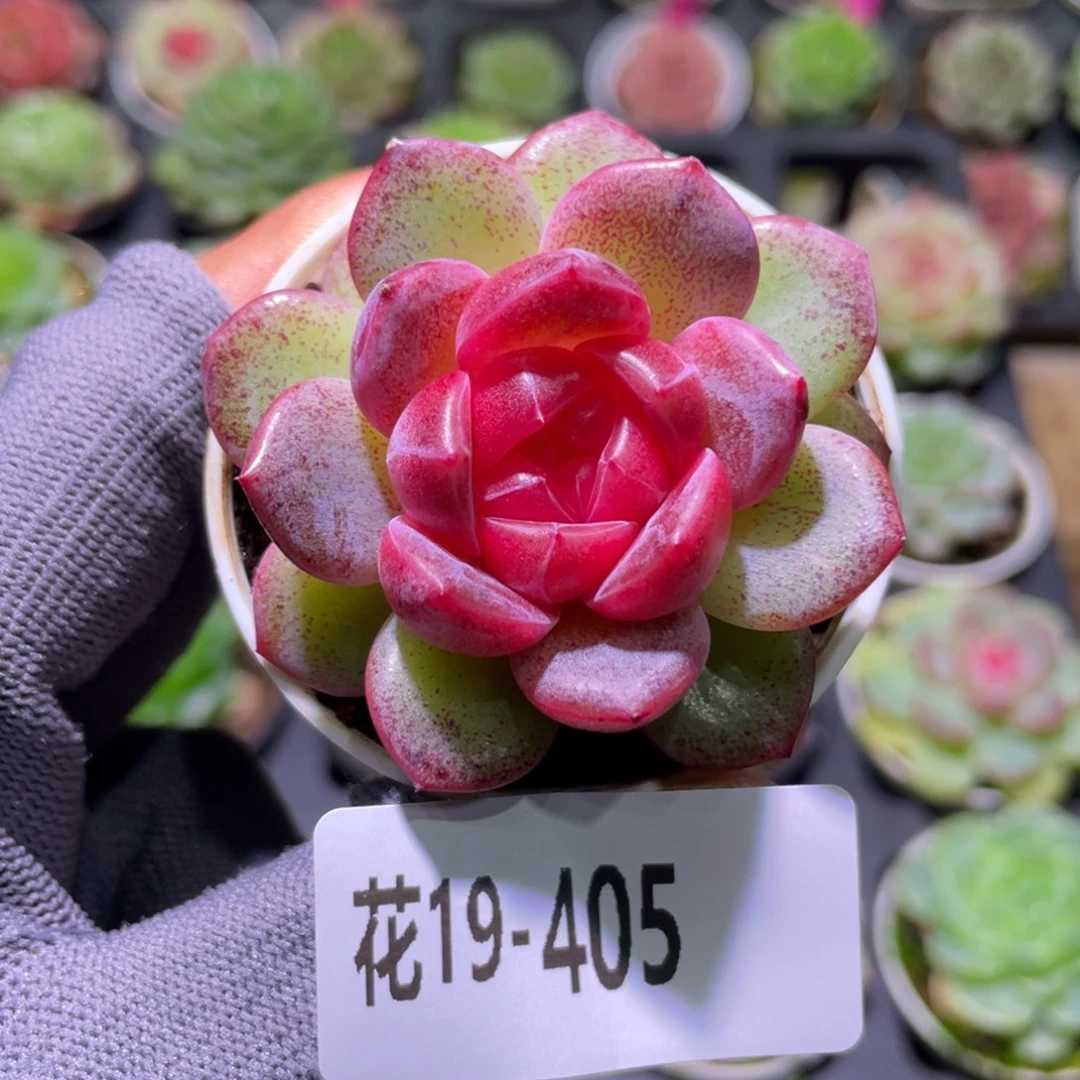 花利美19-405绯瞳