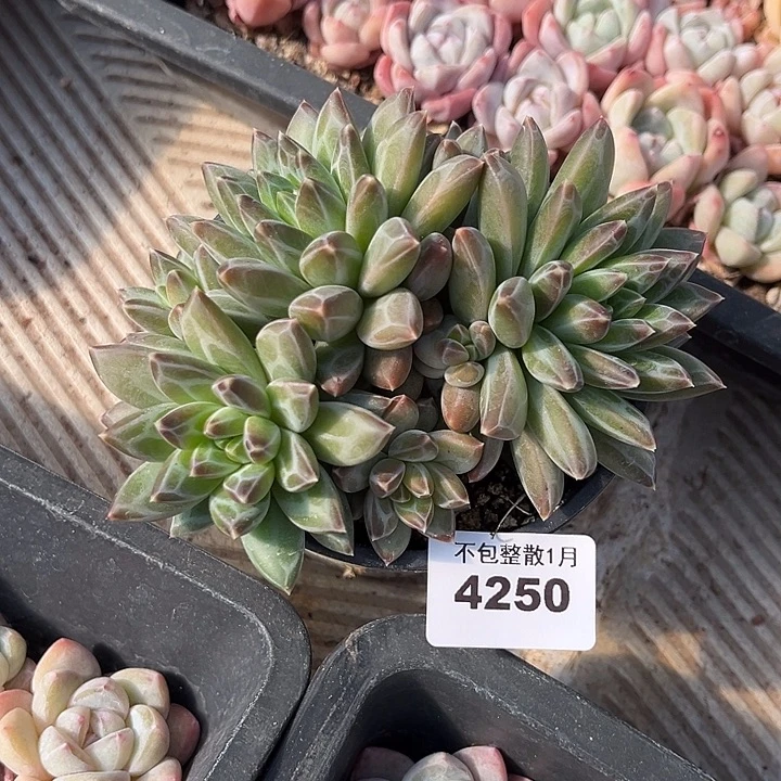 阿雅园艺。       4250