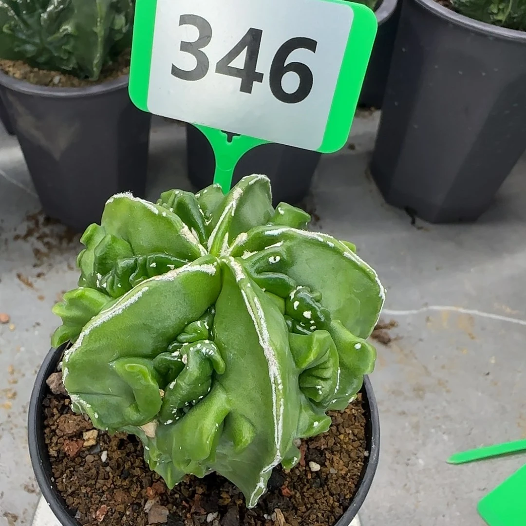 仙人球一物一拍346