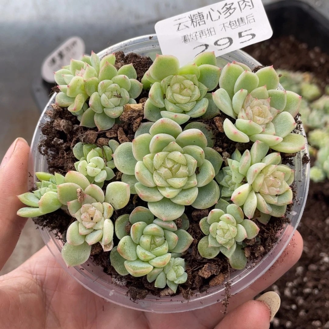 云糖心多肉植物295