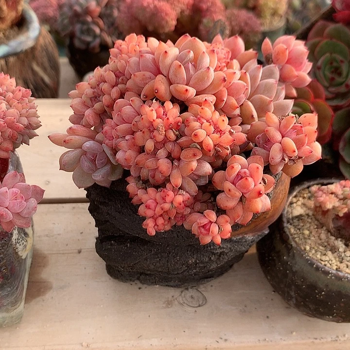 星影小叶朵朵缀一体