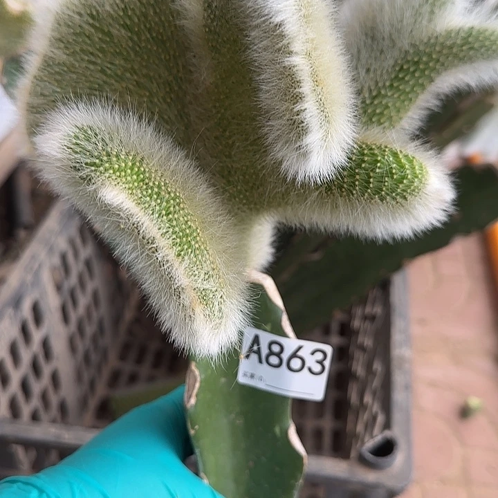 清***3无花朵嫁接九尾狐缀863