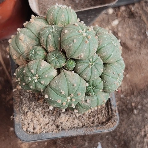 189木心根兜群里的