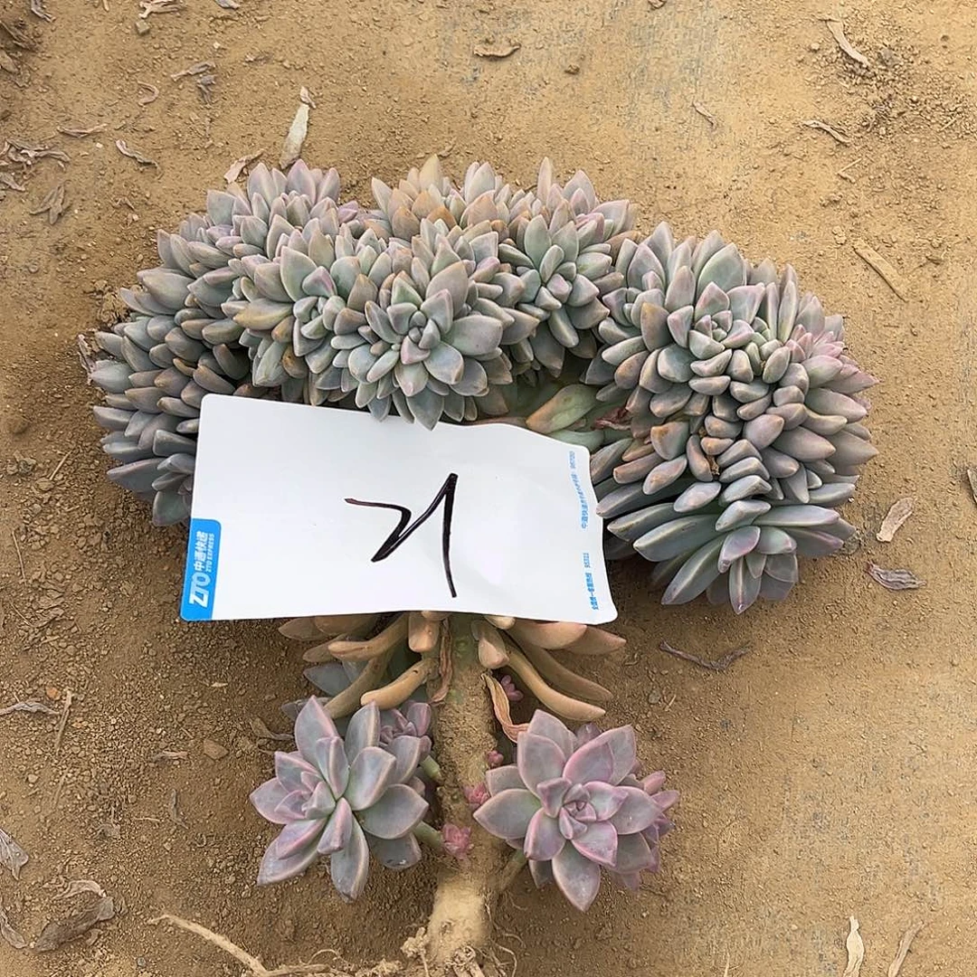 21号淡雪缀化一物一拍