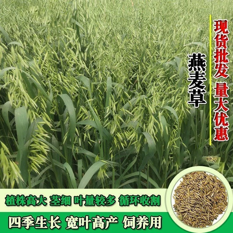 饲用燕麦种子养殖超高产四季牧草种子耐寒种籽草籽绿肥牛羊草种籽