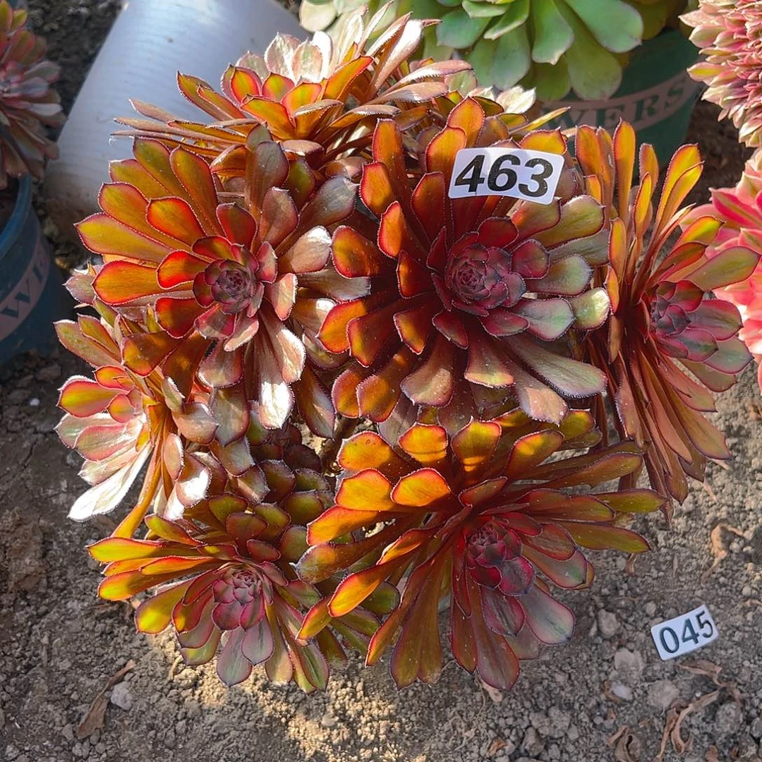 法师法师15-19包邮法师