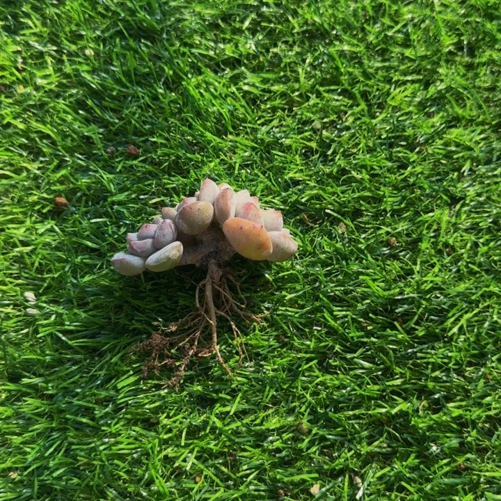 圆叶星影3头开业福利1个特价