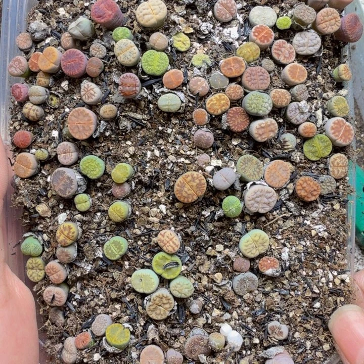 多肉植物的生长发育8