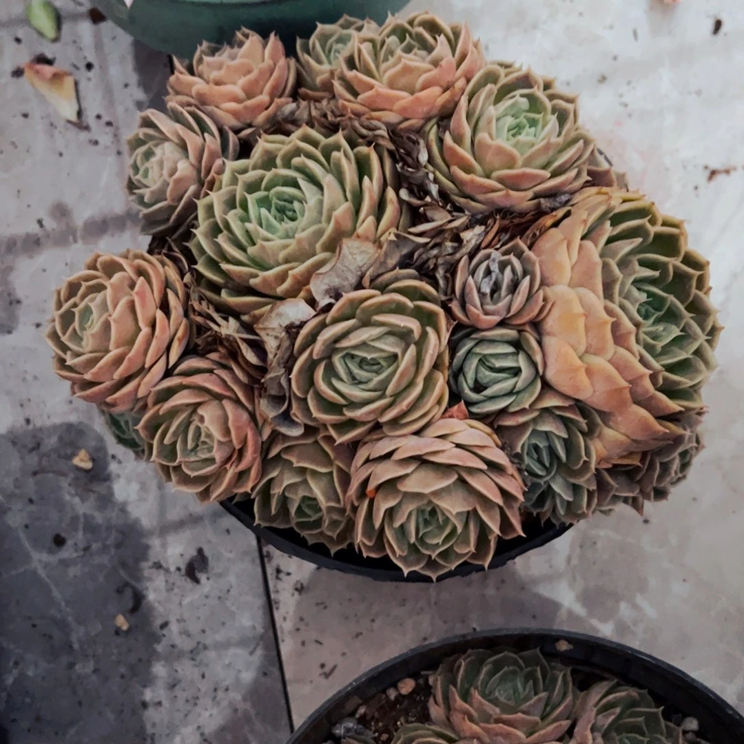 小***包多肉植物组合盆栽昂