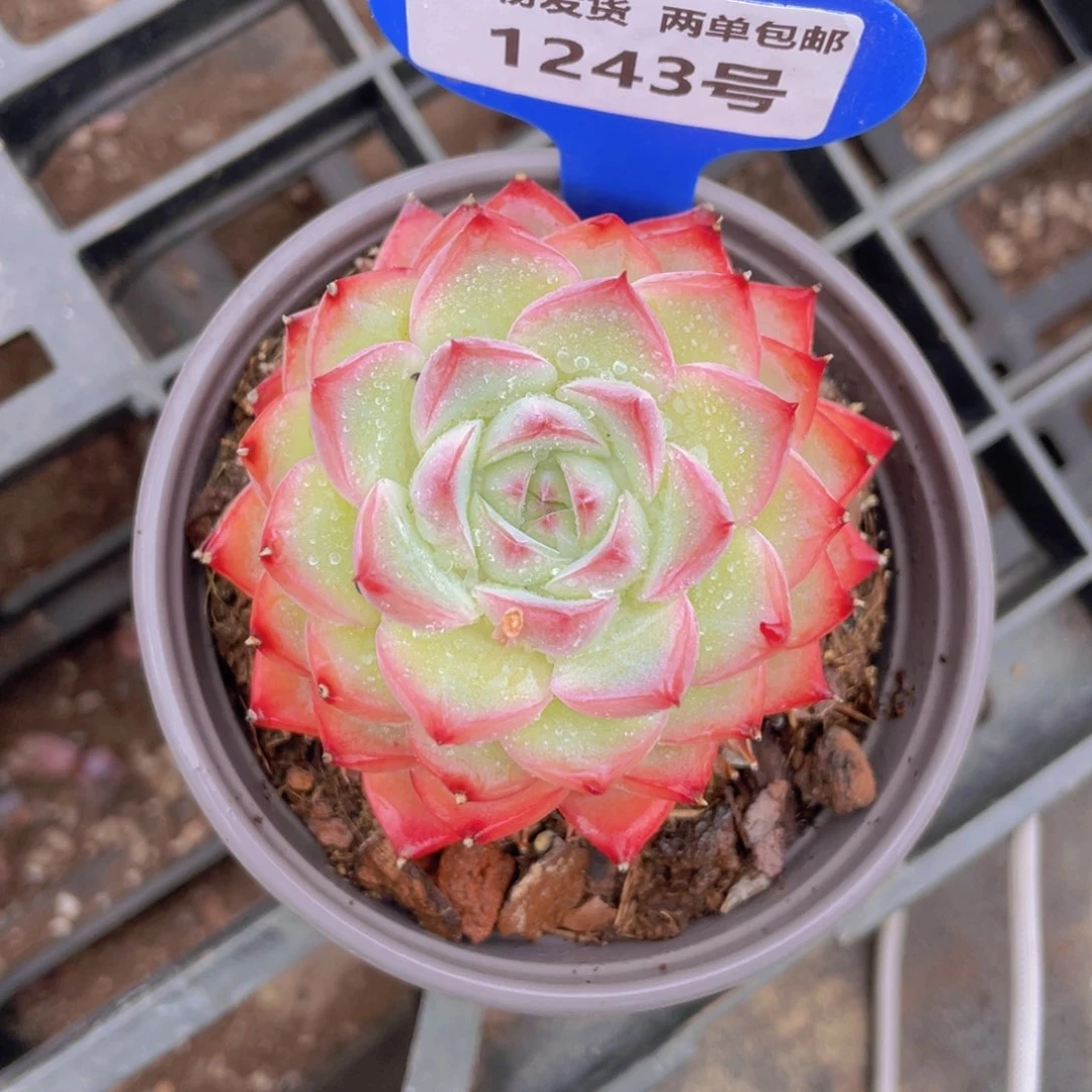 1243号 粉水晶大单头一个