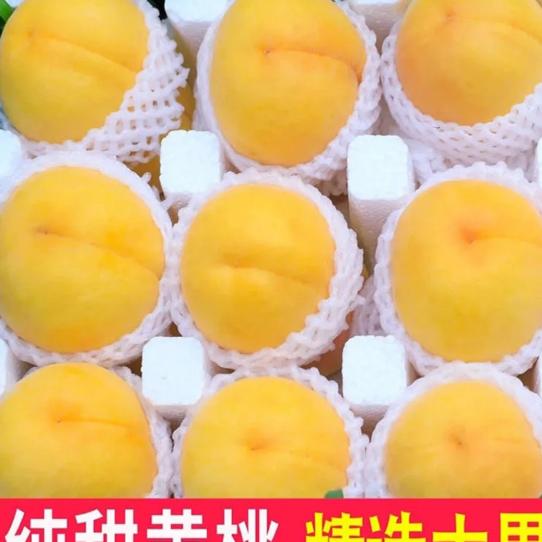 【正宗、蒙阴黄桃鲜果】黄桃鲜果锦绣露天种植现摘现发脆甜爆汁新鲜
