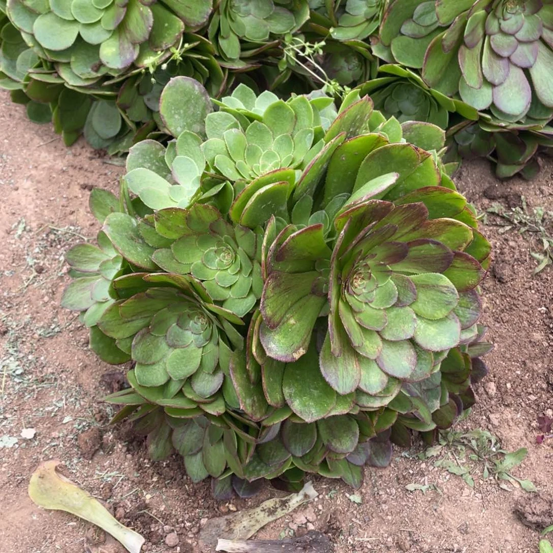 花月夜多肉法师断枝不包量
