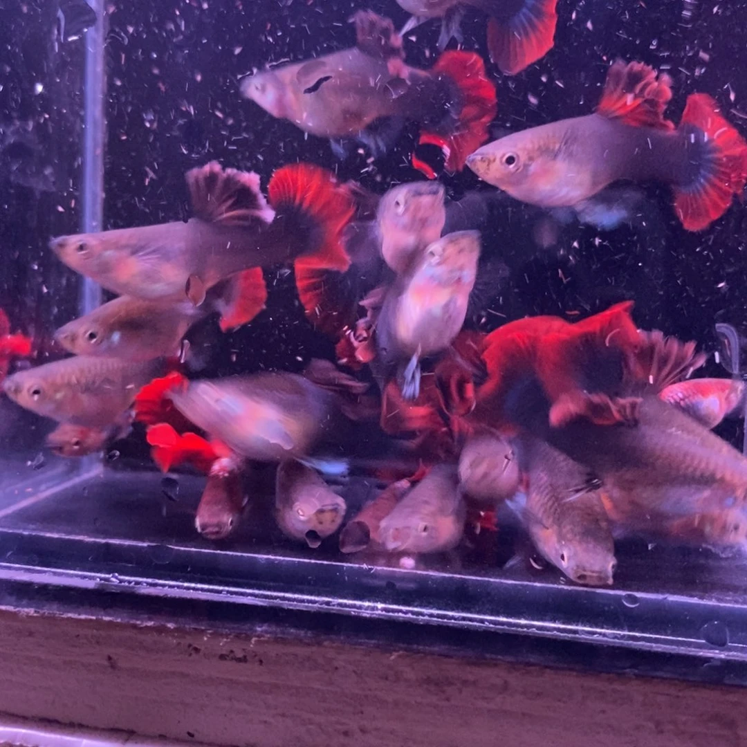 孔雀鱼菊花帆一缸