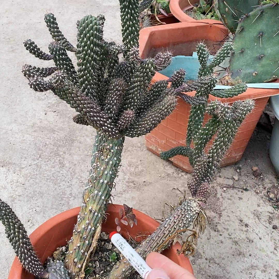 聂***6号。       侧芽会掉落。不售后。