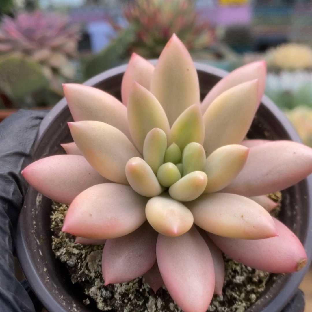 094红蜻蜓锦锦锦锦锦