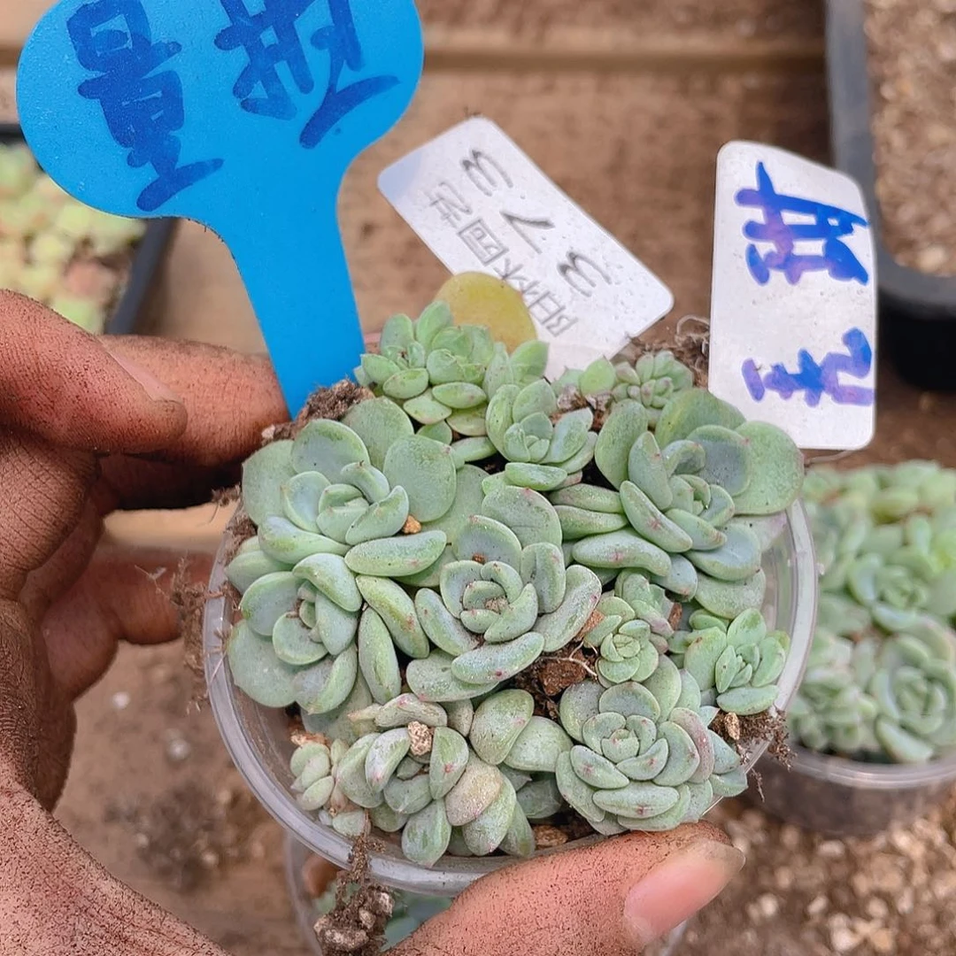 量拍多肉植物多肉植物373