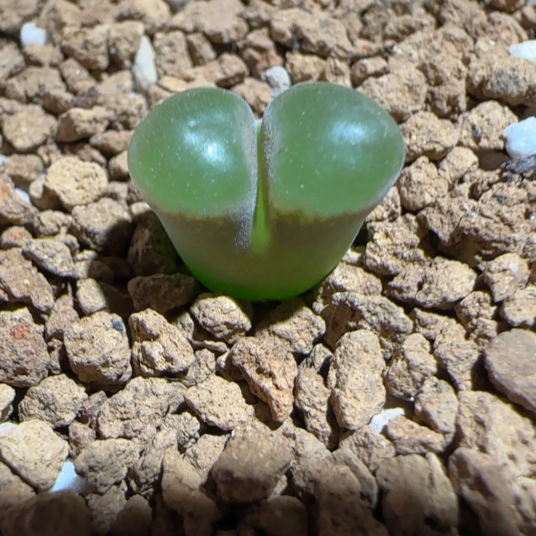 肉锥多肉植物组合-磁铁1169