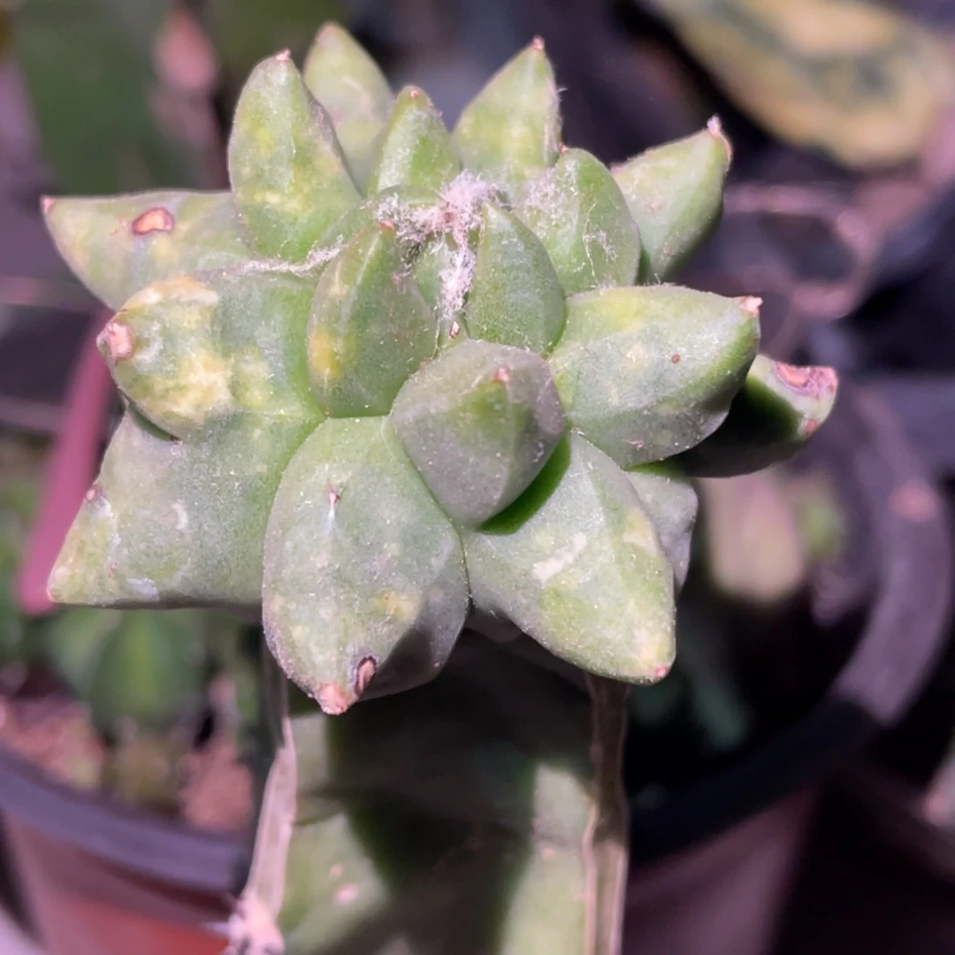 全部花朵角犹鸾凤玉 仙人球