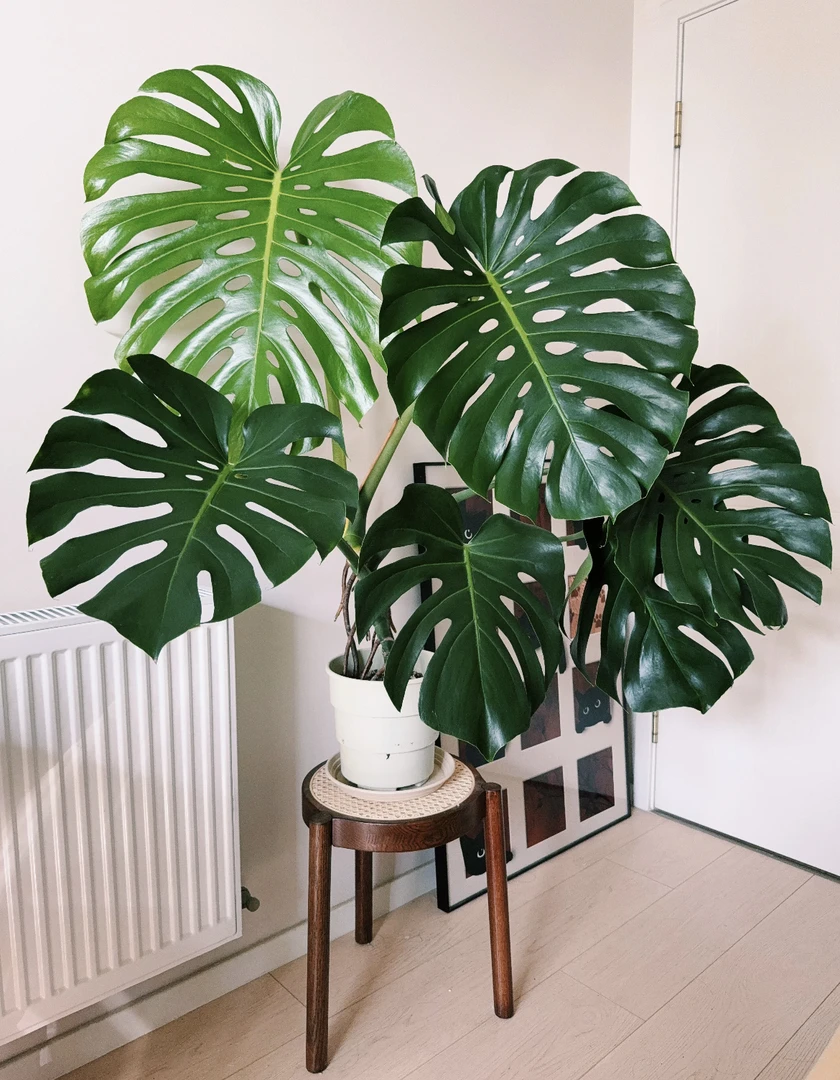 特大【独杆老桩龟背竹】可水培可土培绿植盆栽室内北欧风ins