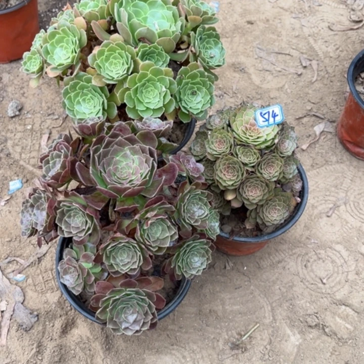 514多肉植物组合，