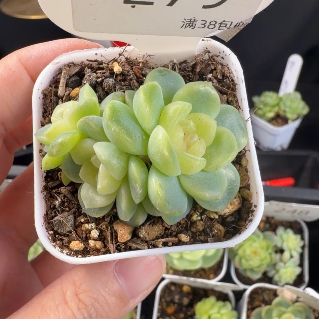 云间三头群279号一颗