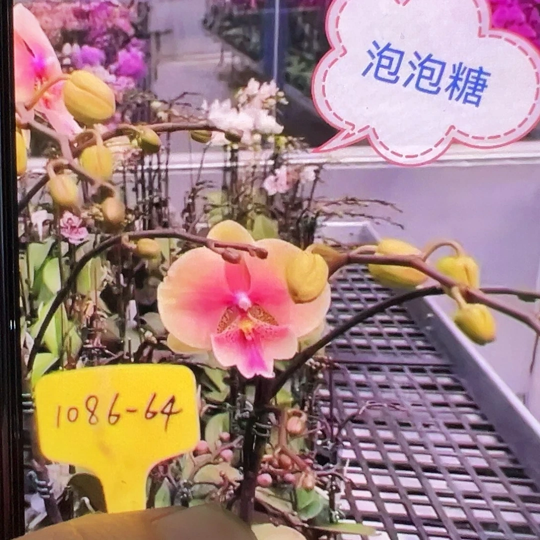 当前无花栽培后可以开花泡泡糖苗子，凑单