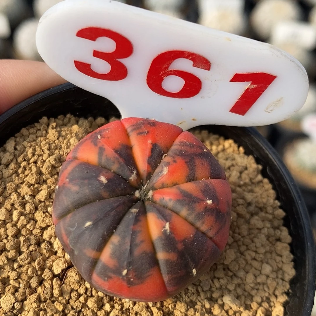 361兜锦系列产品福利来