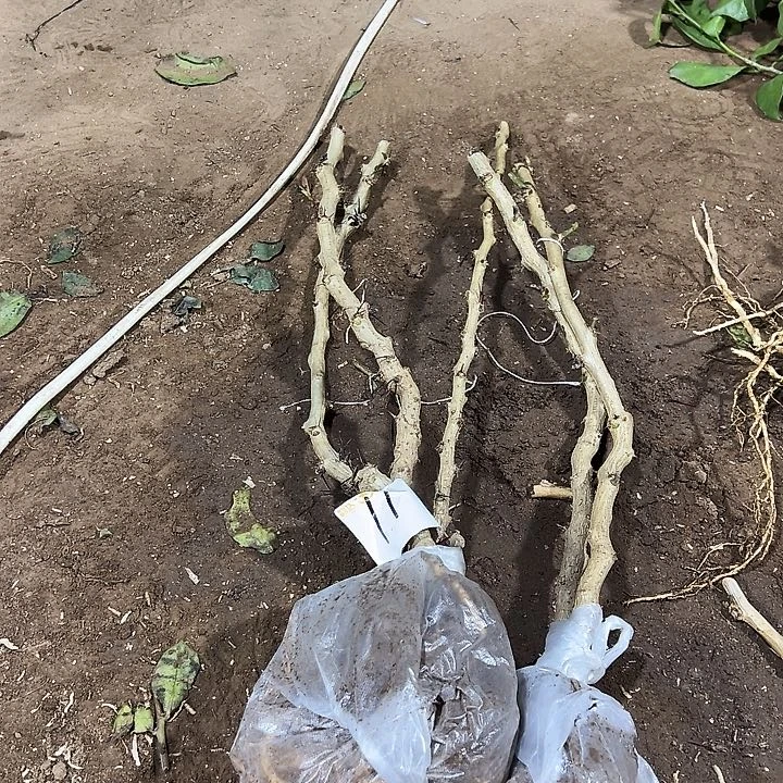 50公分左右叶仙五棵编号11