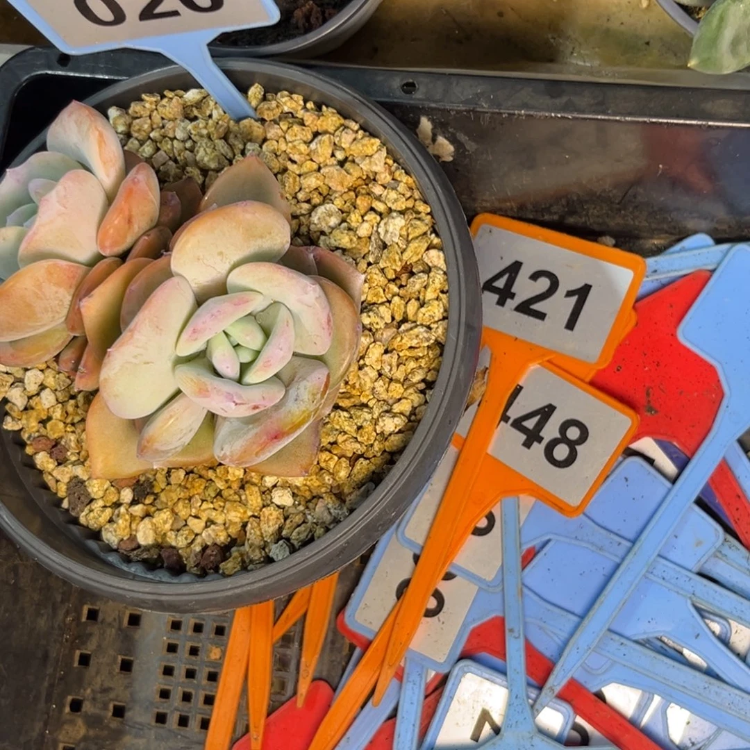 ～***～多肉植物奶茶群020