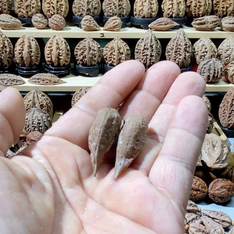 文玩核桃把件你**？辣椒