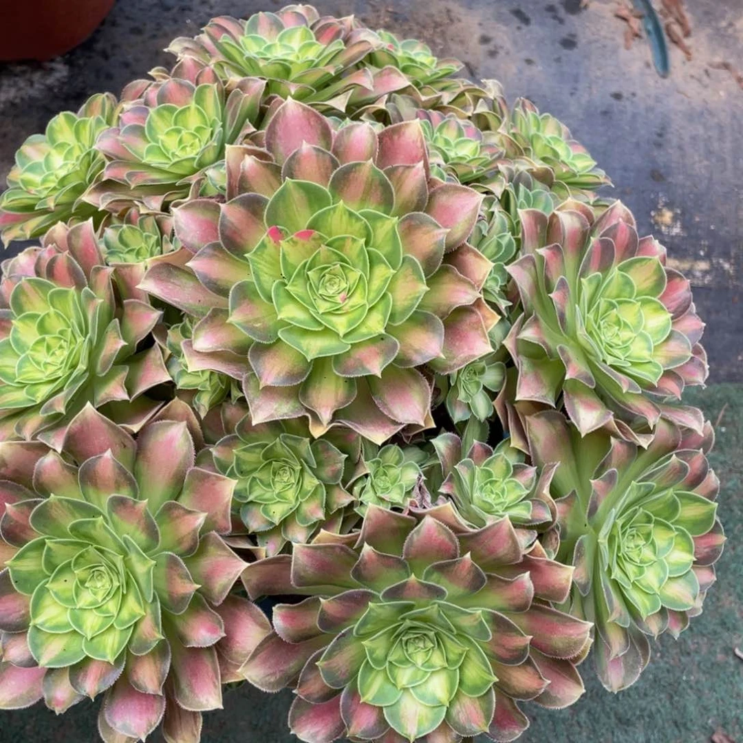 ?***笑624韶华精品法师多肉