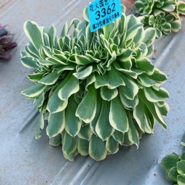 绿豆沙缀3362多肉植物
