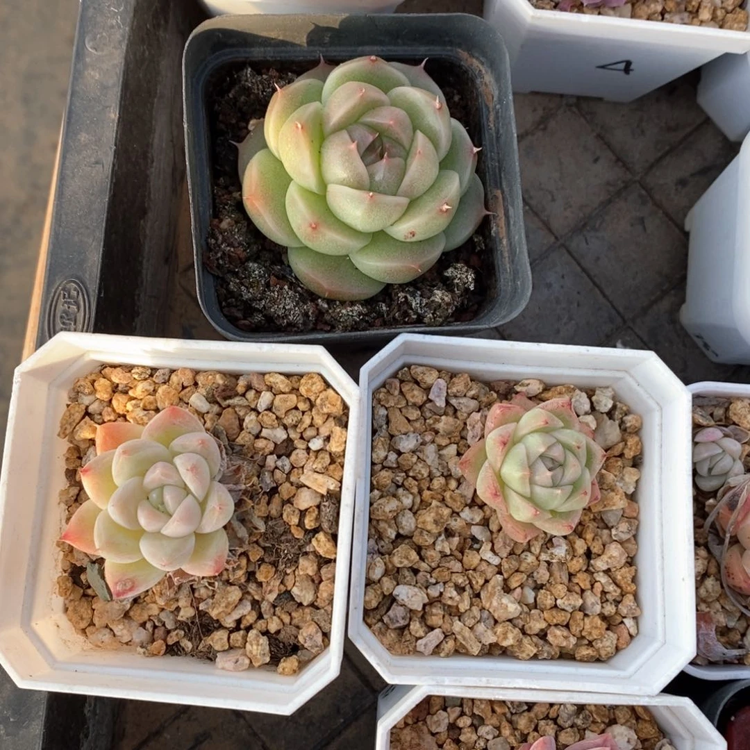 精品多肉一物一拍148