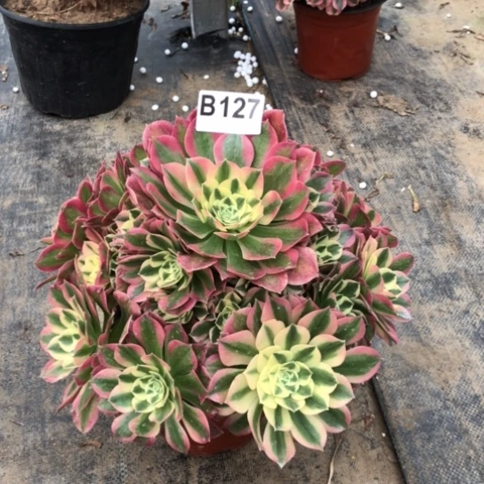 法师多肉植物用****4b 127