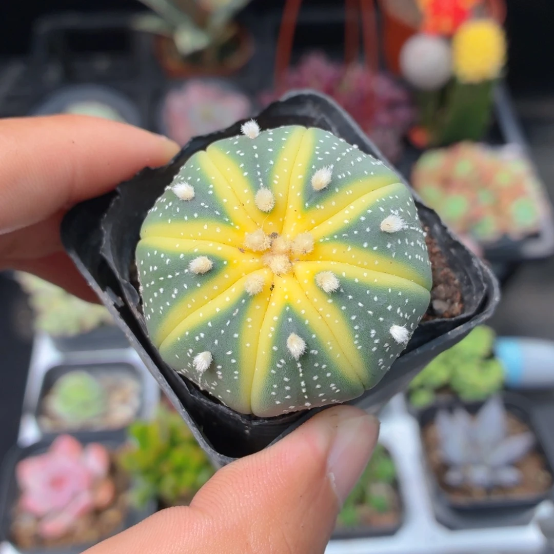 星兜锦多肉9.9包邮发货