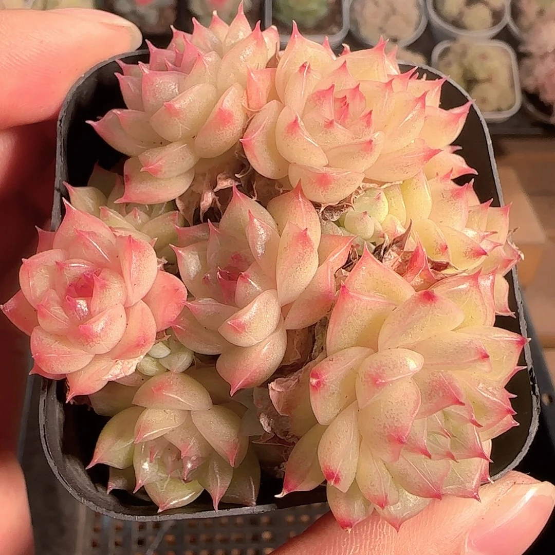 多肉1129-135优选麦秆