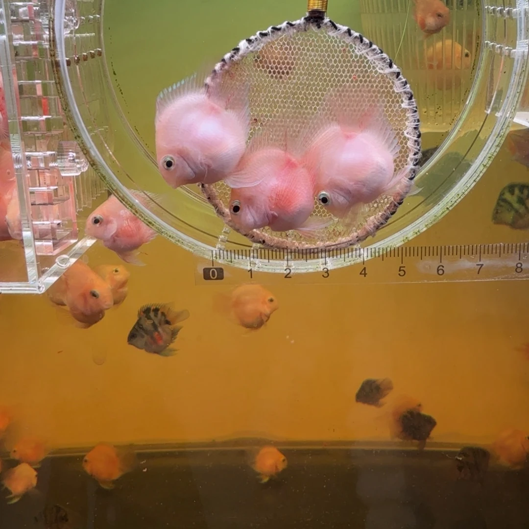 海水鱼胭脂粉一对