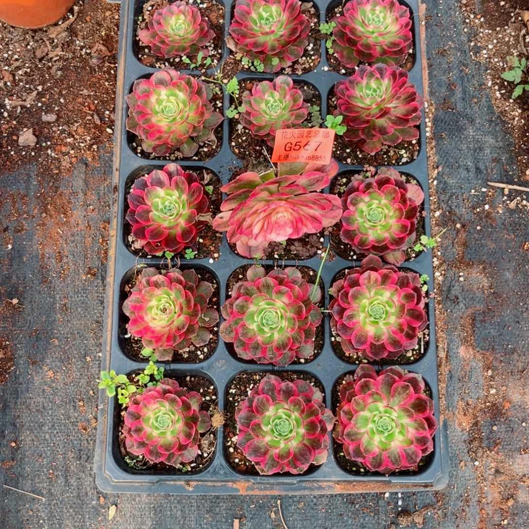 穴盘567多肉植物