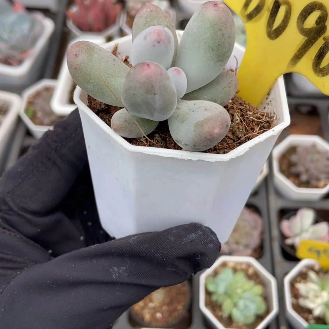6090米可奶多肉植物