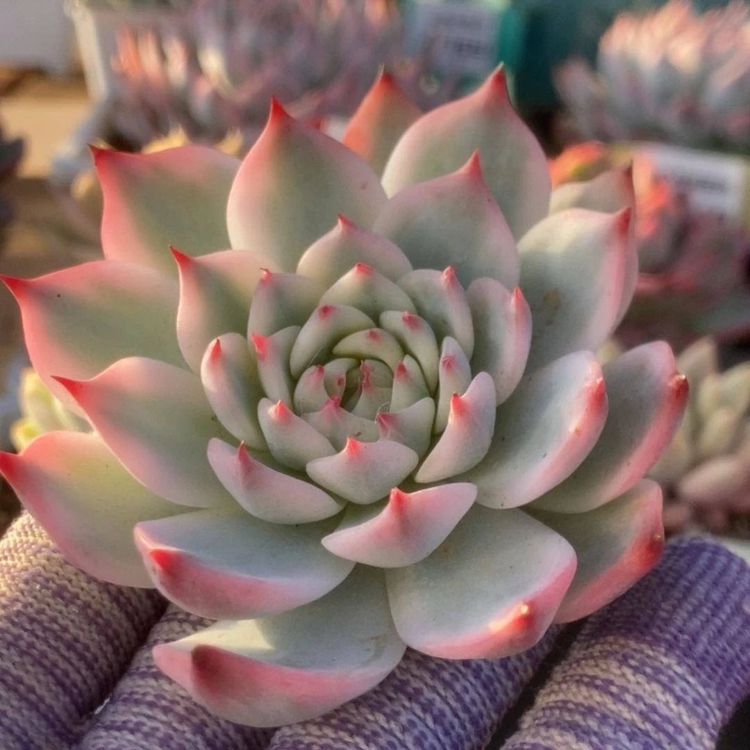 008吉娃娃头盖锦锦锦