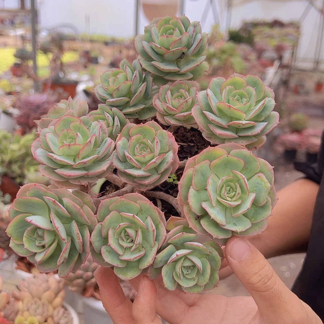 多头群生克罗地亚玫瑰一盆