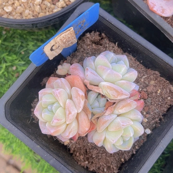 健健康康平平安安