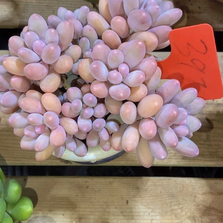 这种现象很明显了呢