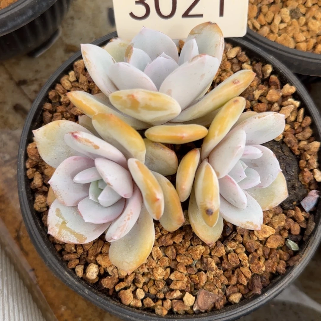 紫****3021。      奶茶三头