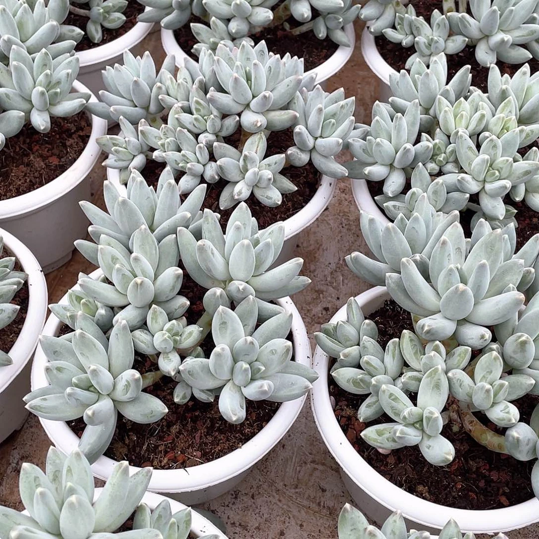 松果美人多头群生18厘米可挑