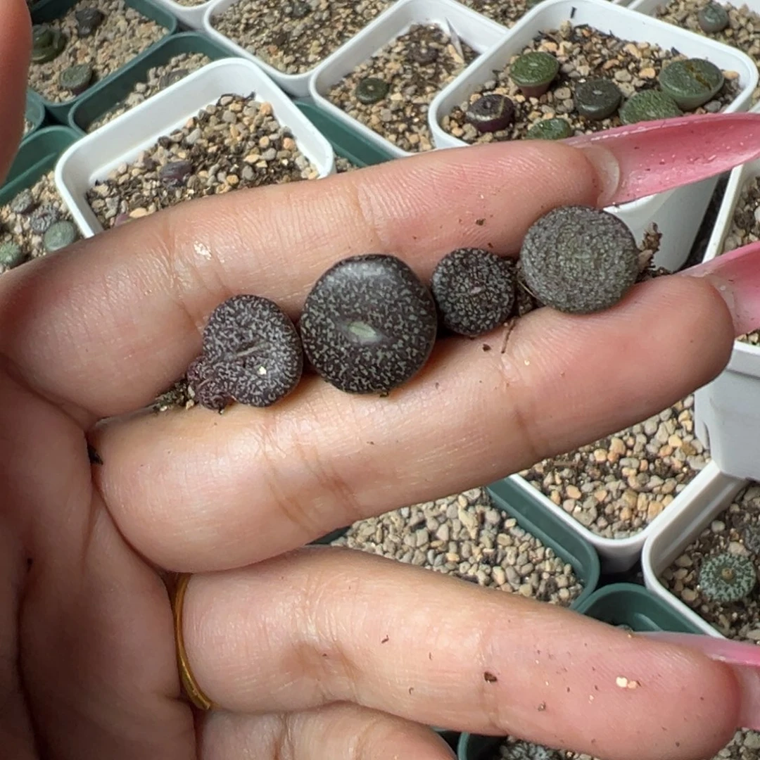 "***!康霓墨多肉植物多肉