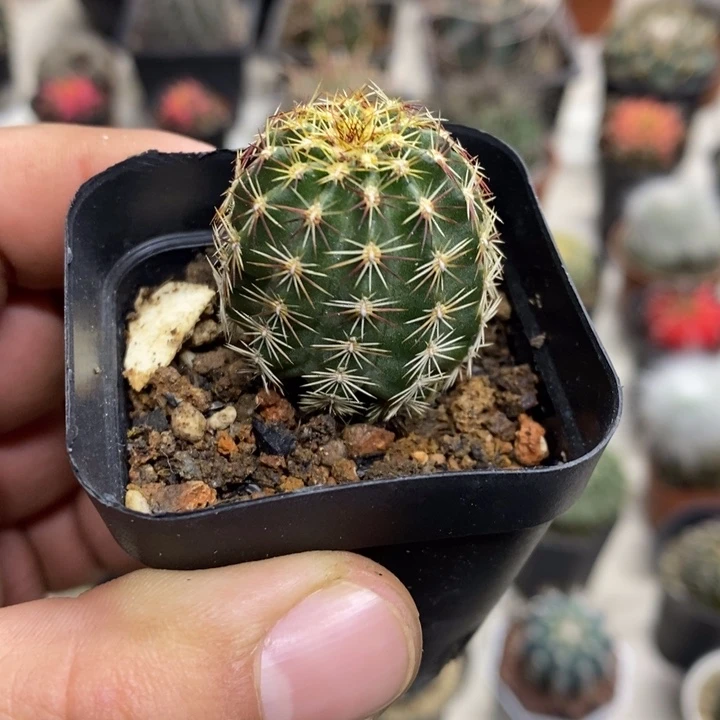实生红刺青花虾特价福利